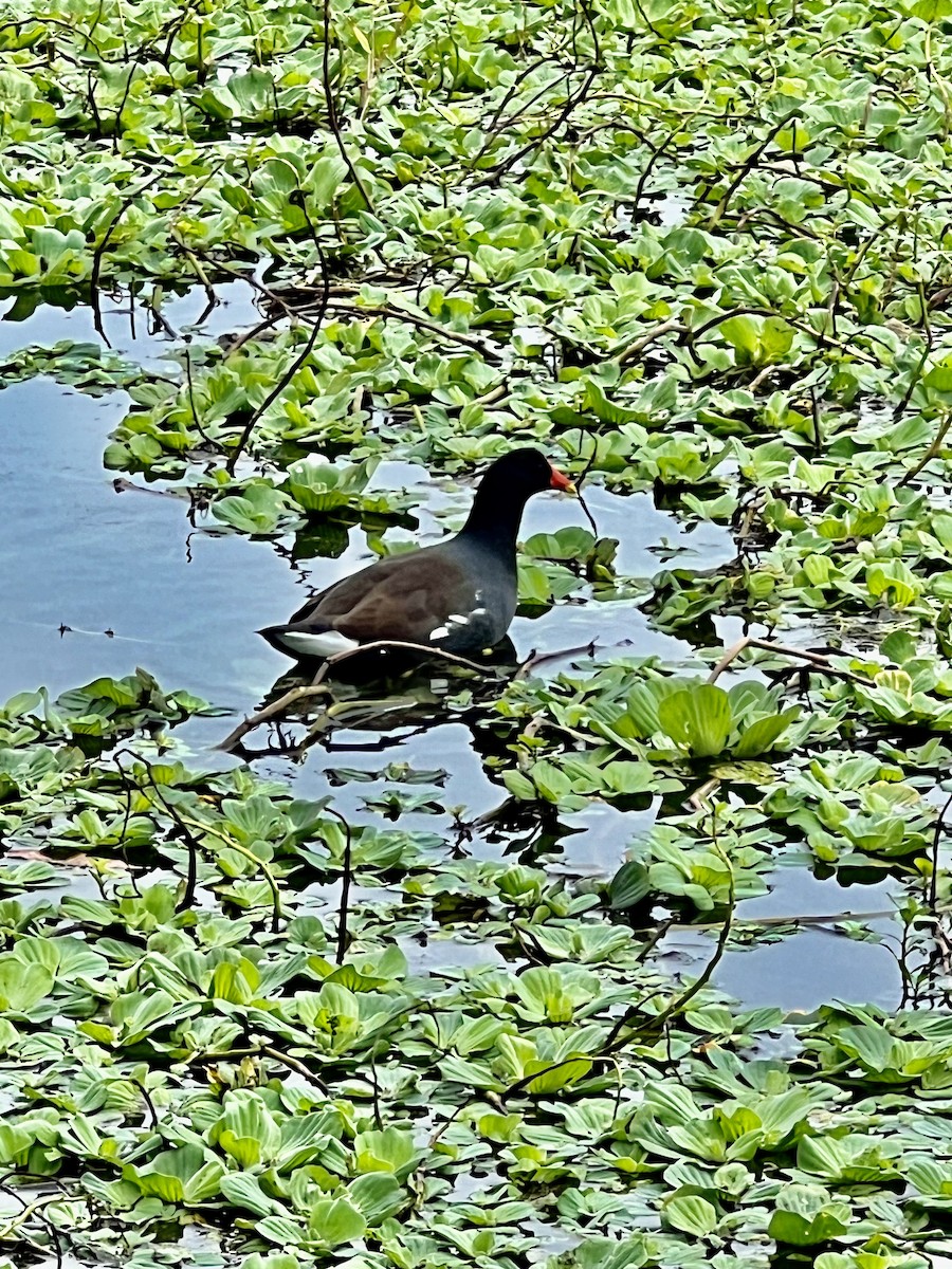 Common Gallinule - ML612275117