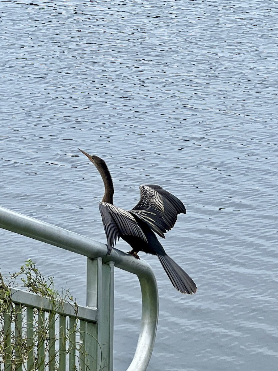 Anhinga - ML612275129