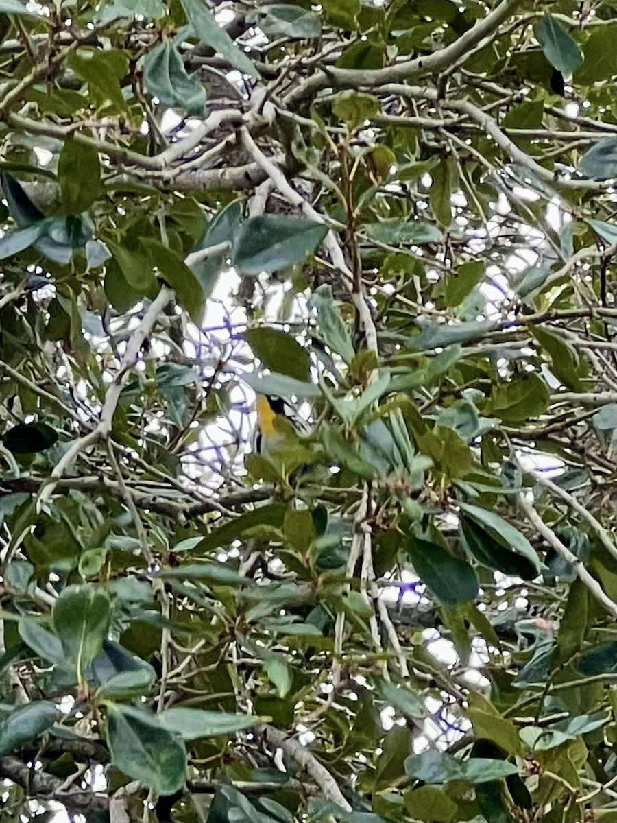 Yellow-throated Warbler - ML612275139