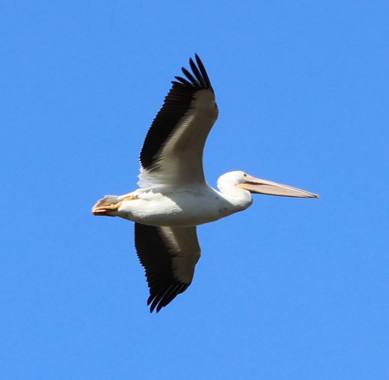 American White Pelican - Diane Etchison