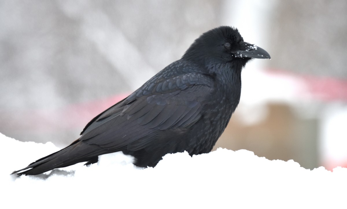 Common Raven - Timothy Piranian