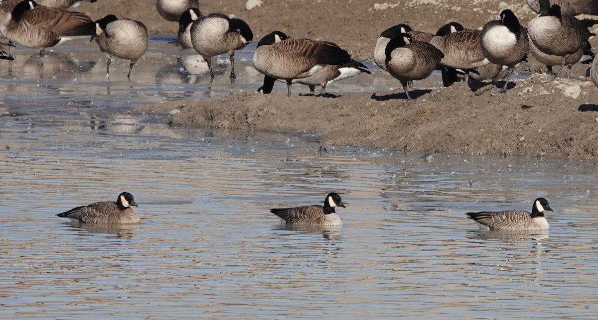 Cackling Goose - mc coburn