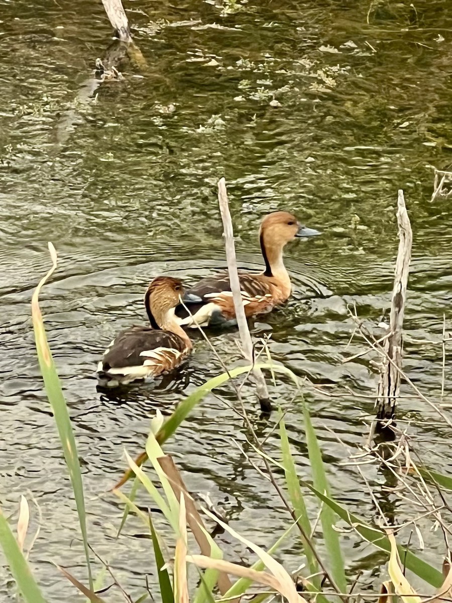 Fulvous Whistling-Duck - ML612275270