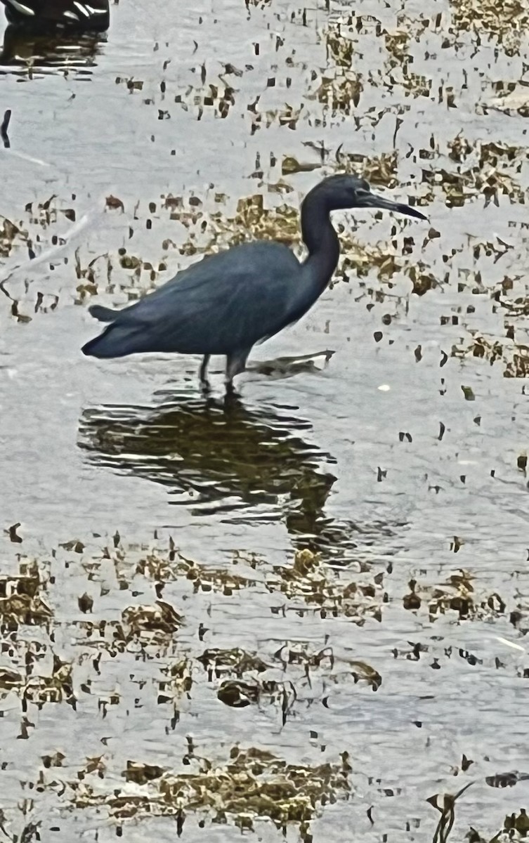 Little Blue Heron - ML612275283