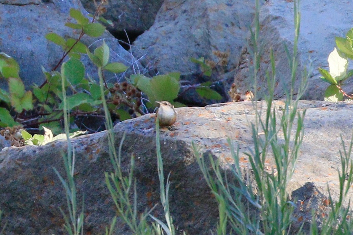 Canyon Wren - Sean Smith