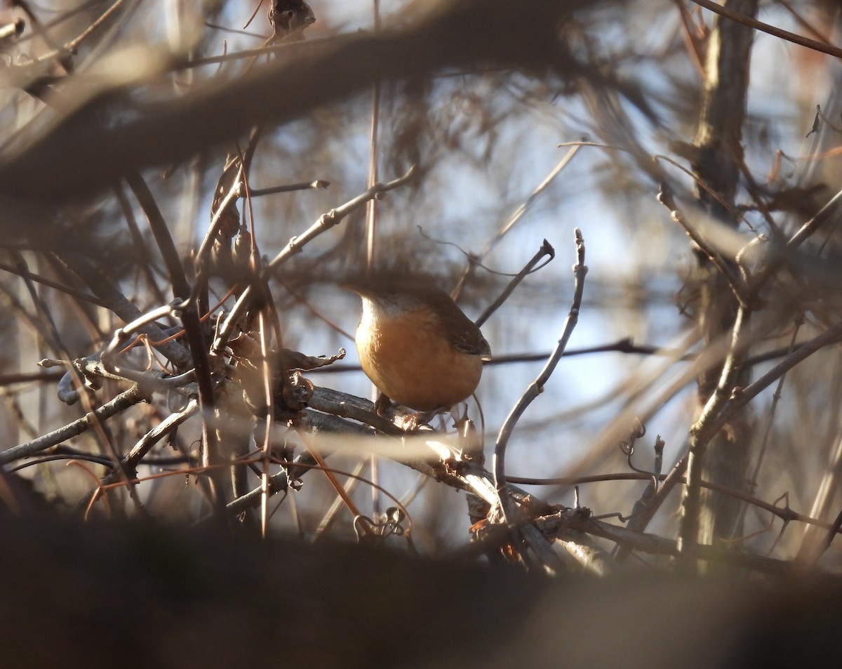 Carolina Wren - John McKay