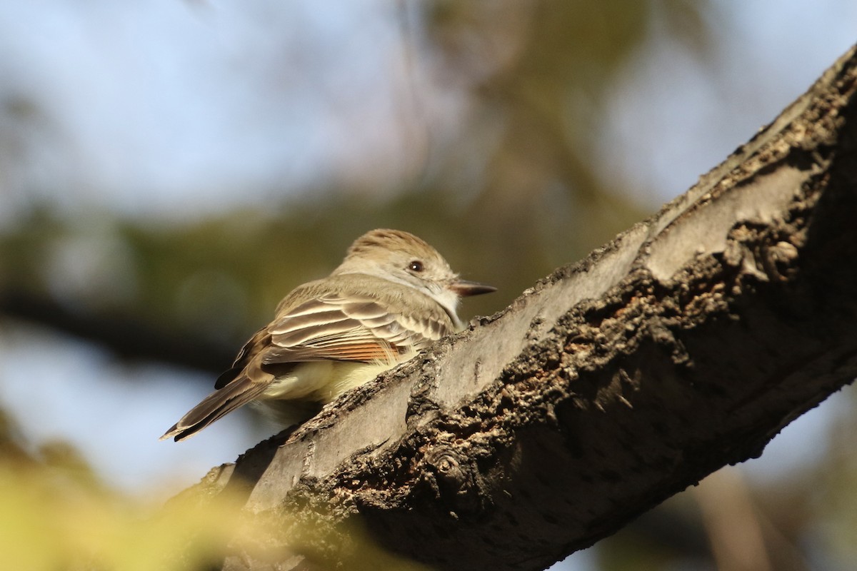 Ash-throated Flycatcher - ML612275362