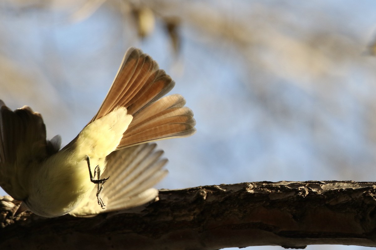 Ash-throated Flycatcher - ML612275363