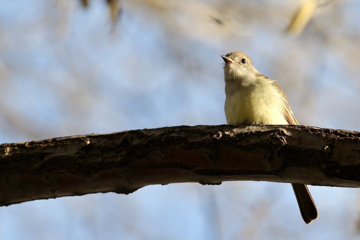 Ash-throated Flycatcher - ML612275364