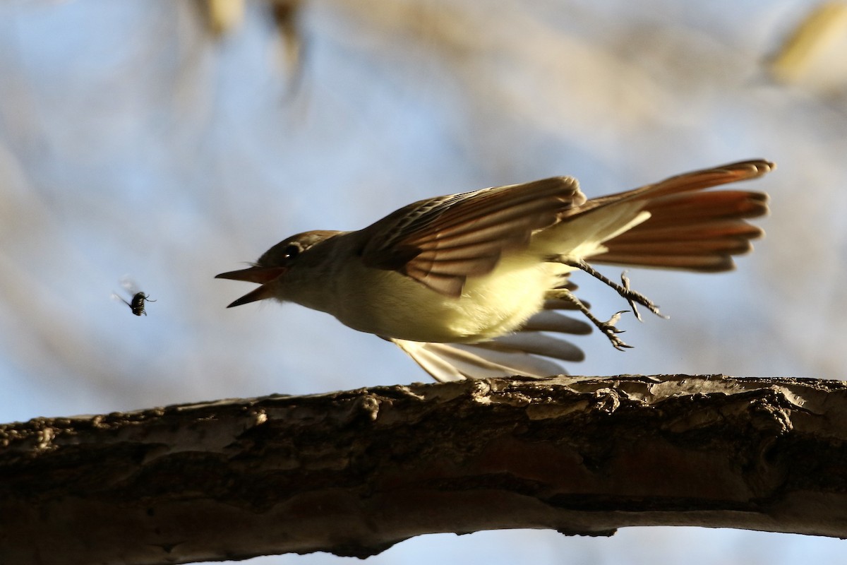 Ash-throated Flycatcher - ML612275365