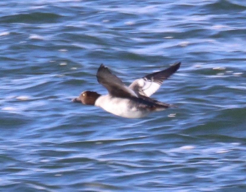 Common Goldeneye - ML612275385