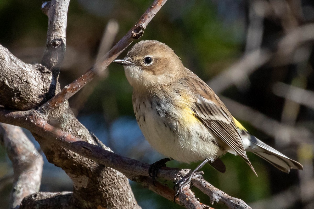 Yellow-rumped Warbler - Laurie Sheppard