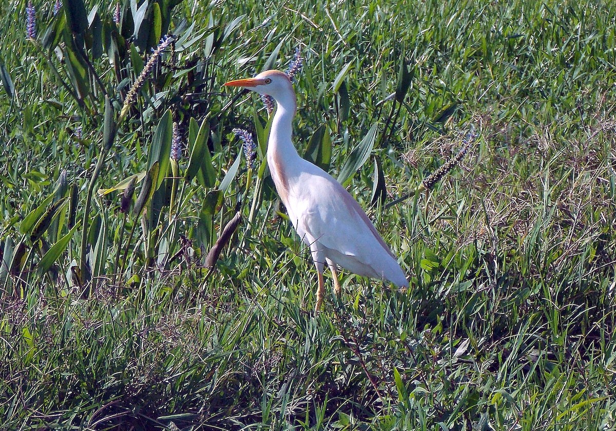 Western Cattle Egret - ML612275591