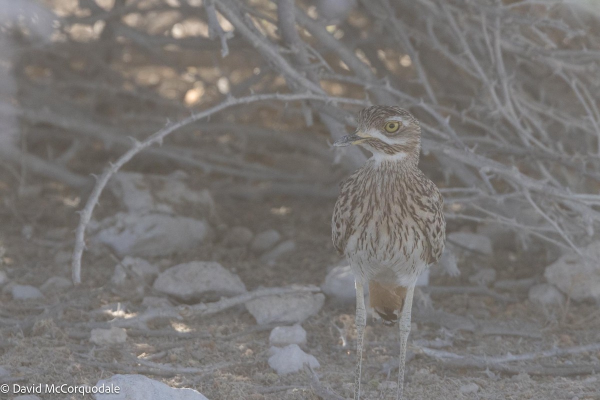 Spotted Thick-knee - ML612275597