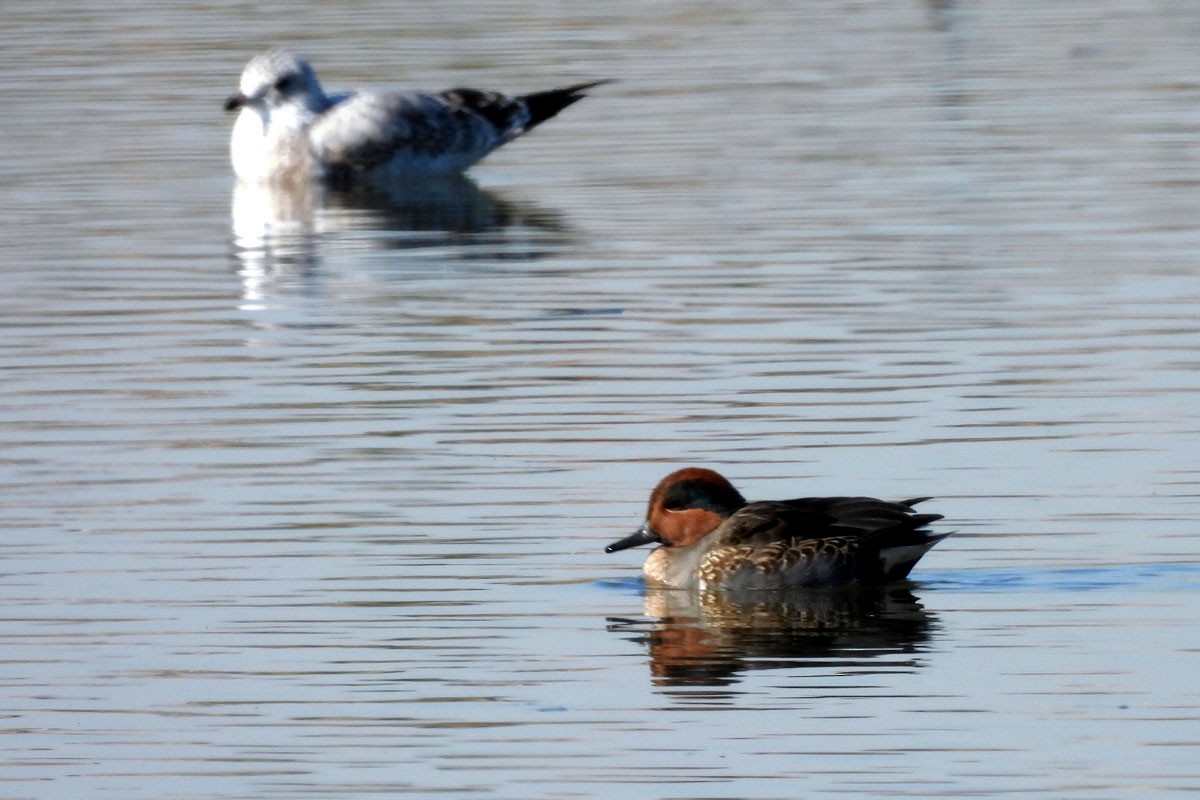 Green-winged Teal - ML612275800
