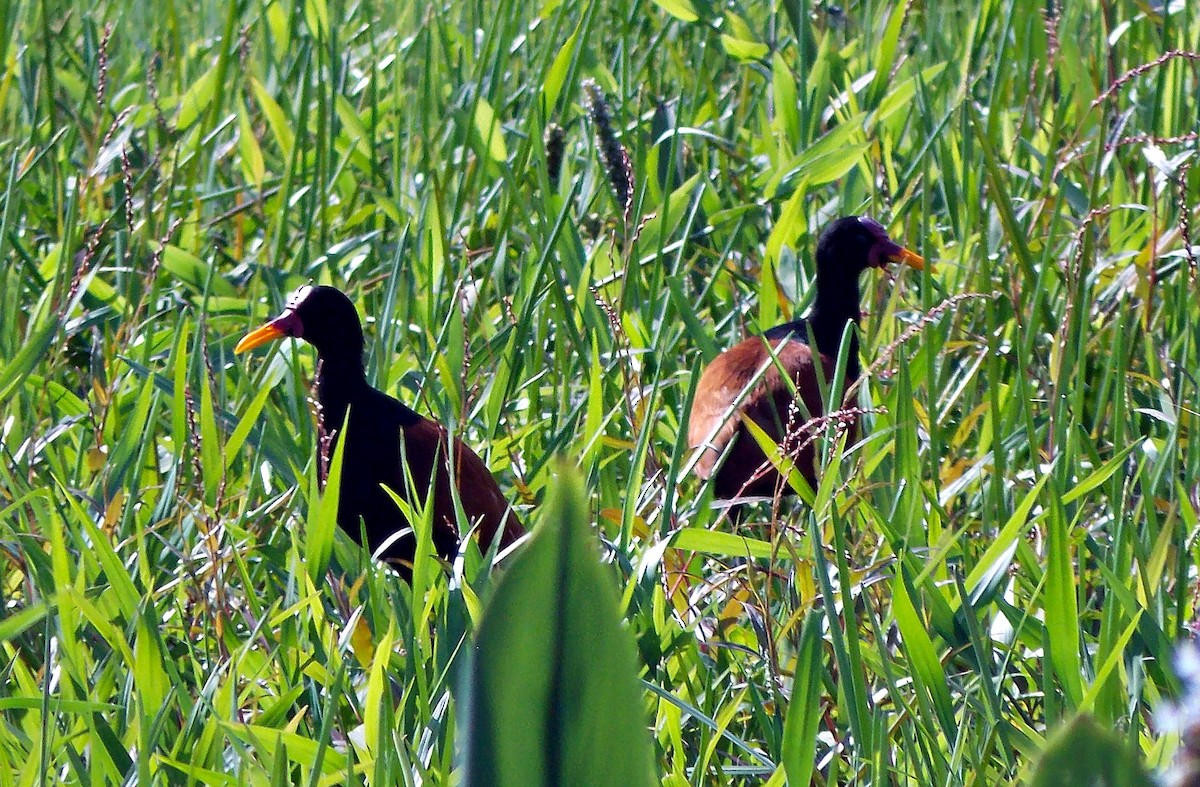 Wattled Jacana - ML612275808