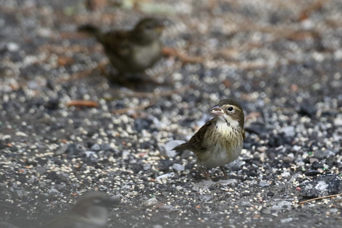 Dickcissel - ML612275940