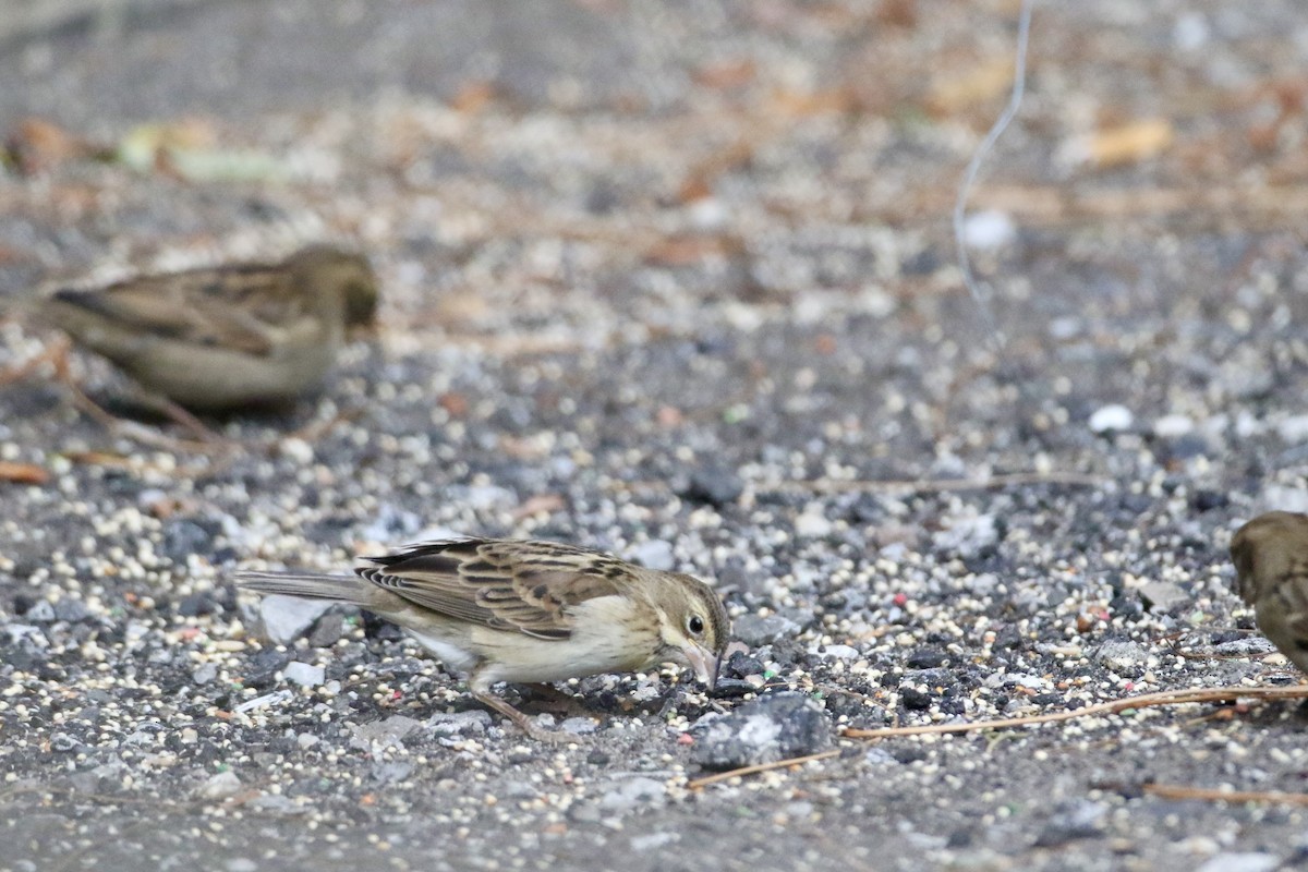 Dickcissel - ML612275941