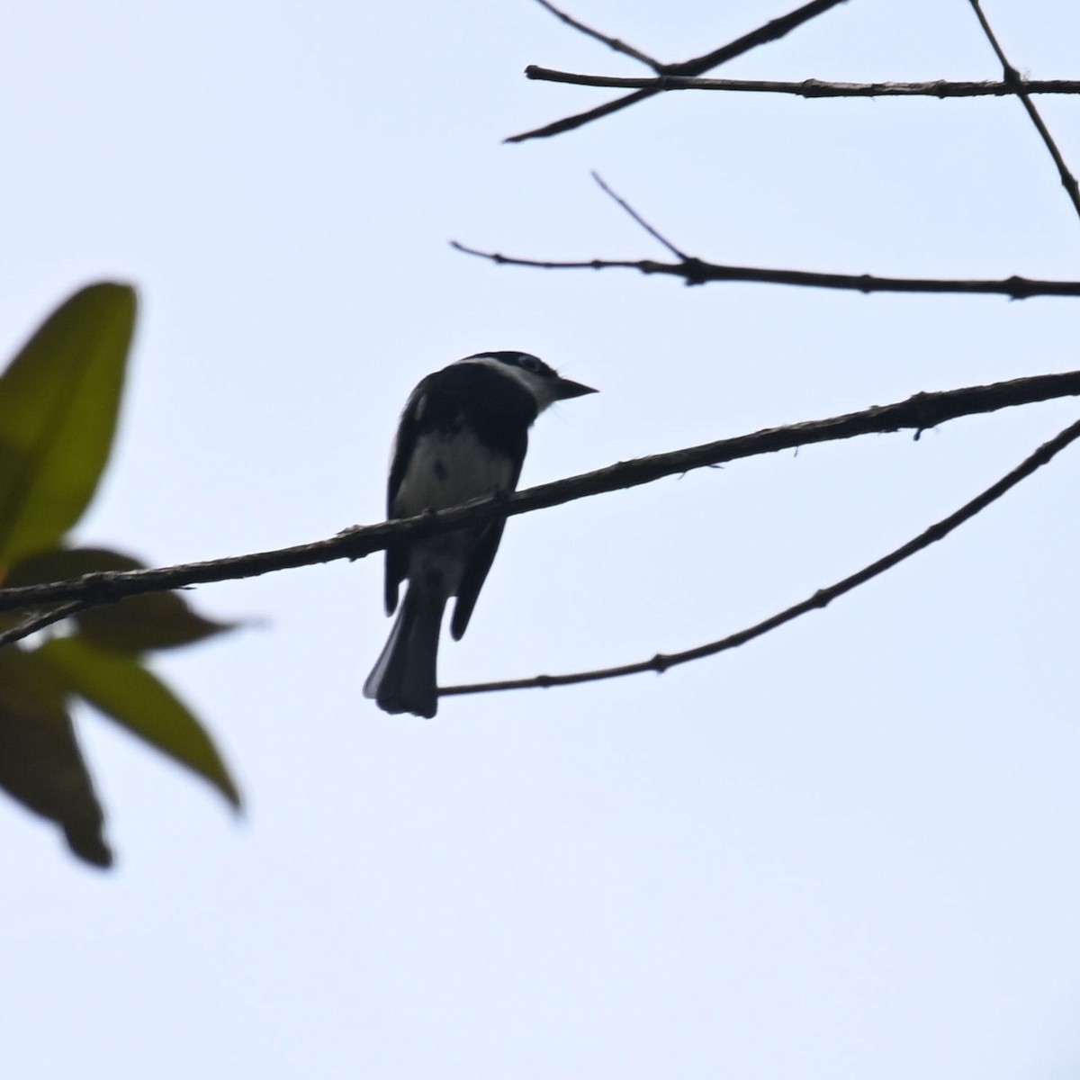 Ward's Flycatcher - ML612275953