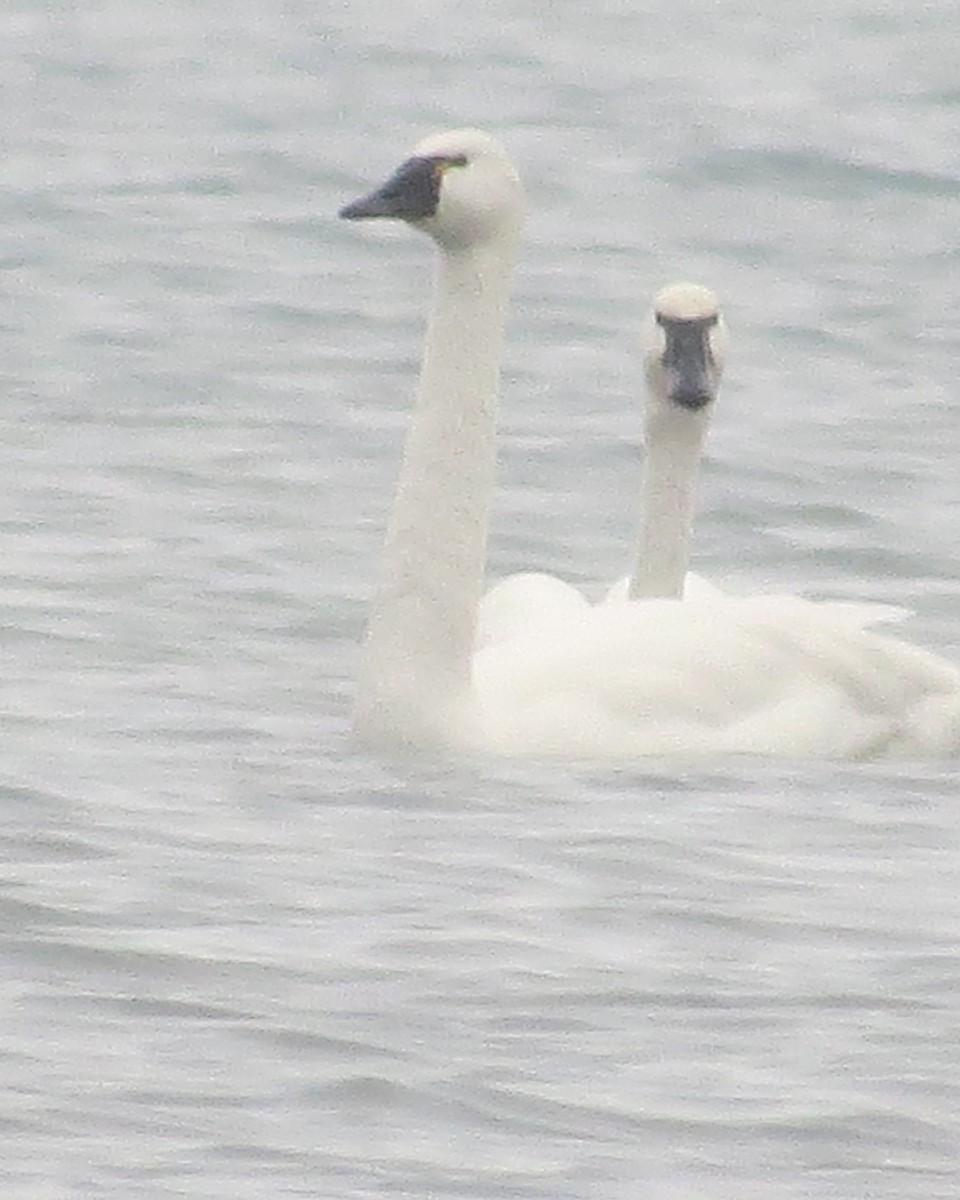 Tundra Swan - ML612276032