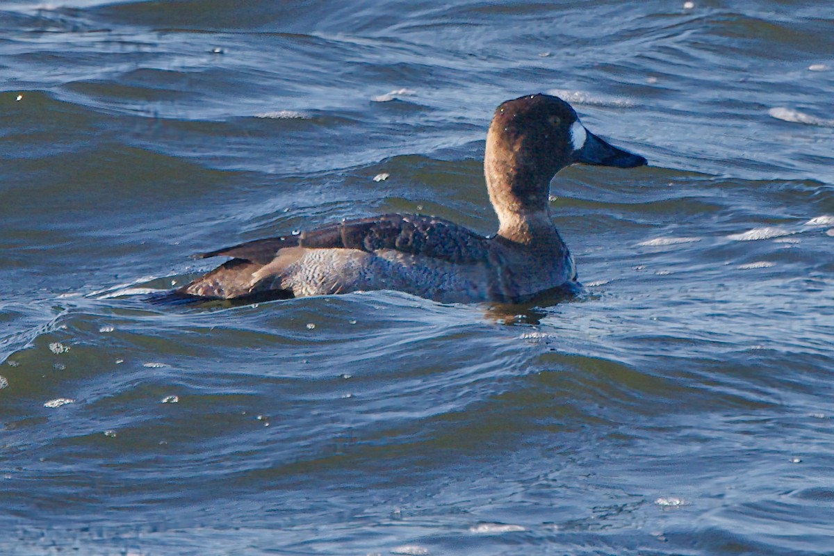 Lesser Scaup - ML612276045