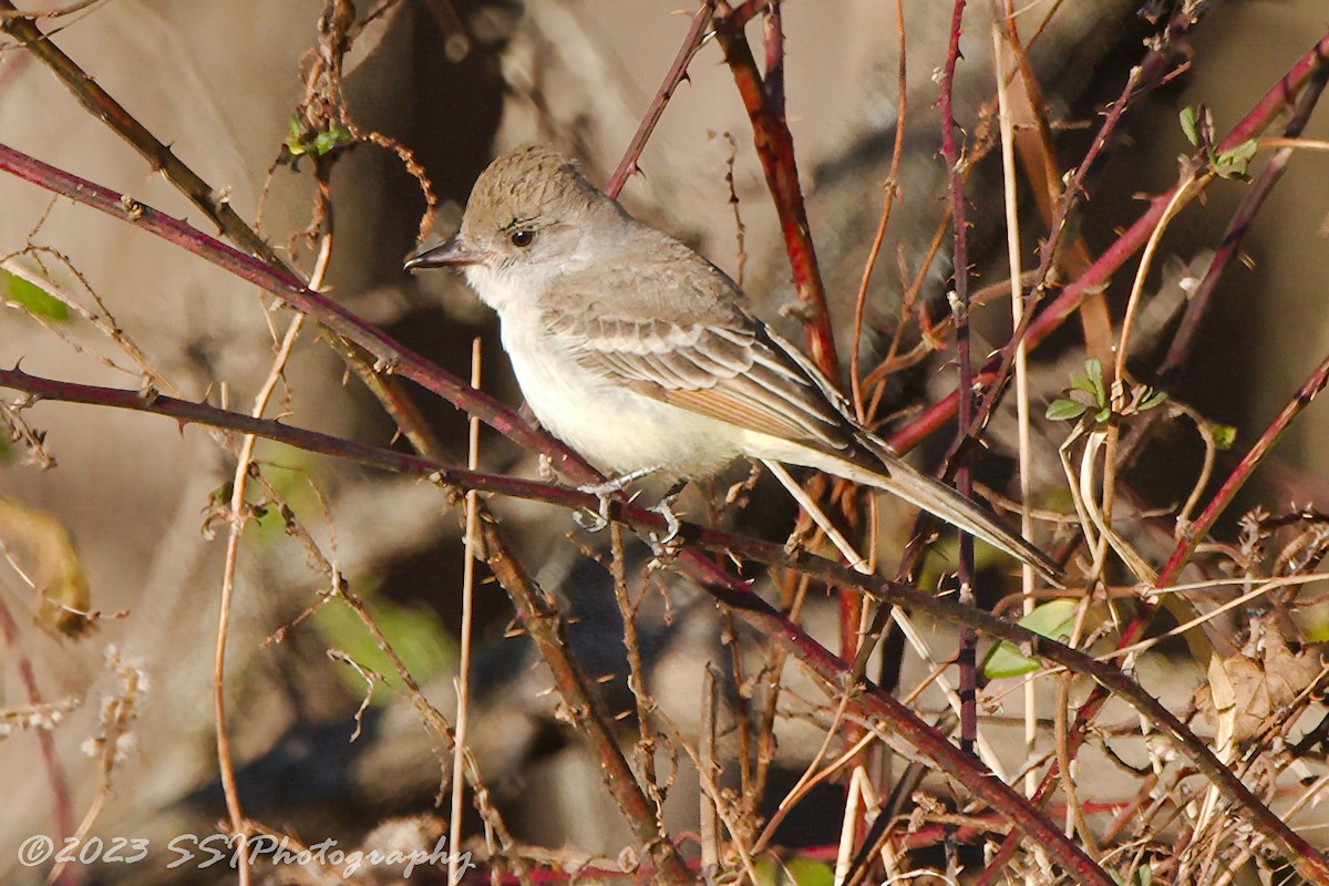 Ash-throated Flycatcher - ML612276074