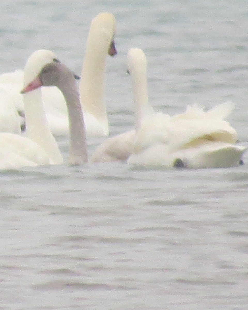 Tundra Swan - David  Ewert