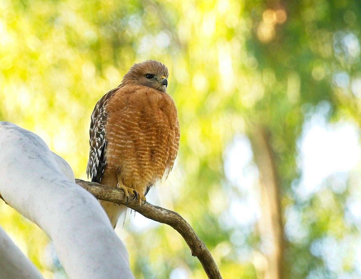 Red-shouldered Hawk - ML612276208