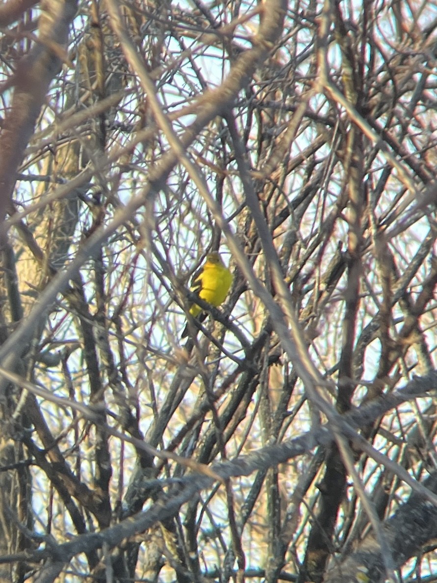 Western Tanager - ML612276245