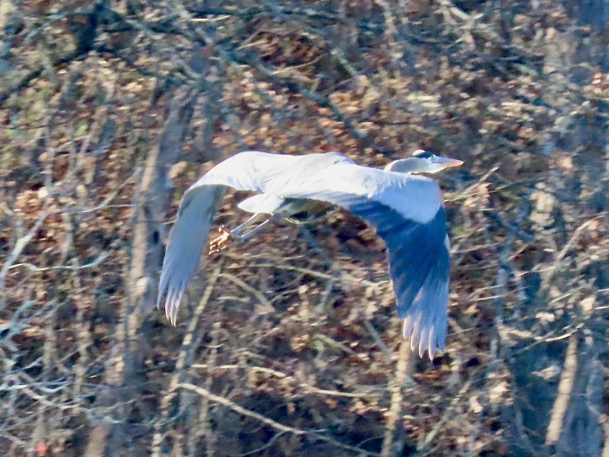 Great Blue Heron - ML612276353