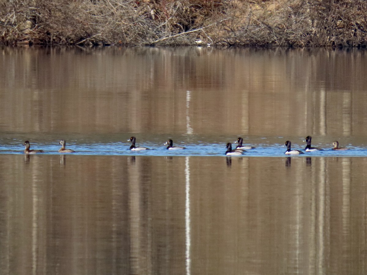 Ring-necked Duck - ML612276384