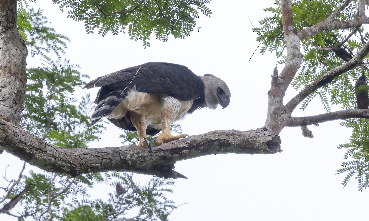 Harpy Eagle - ML612276602