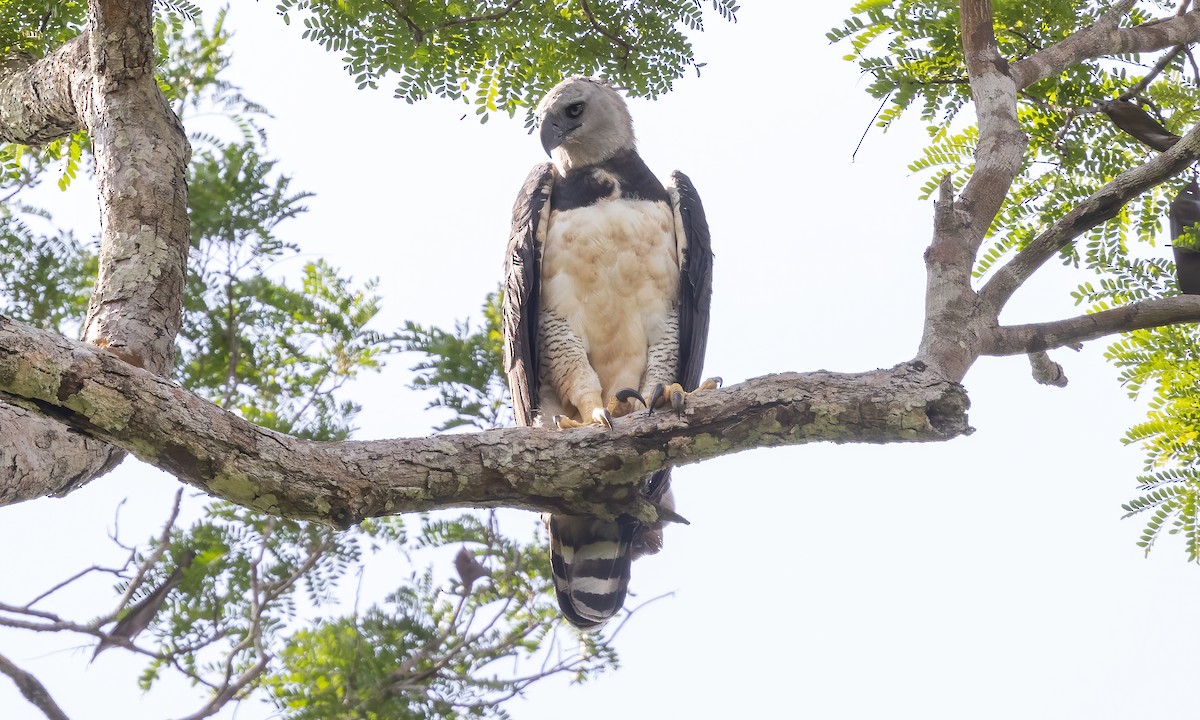 Harpy Eagle - ML612276603