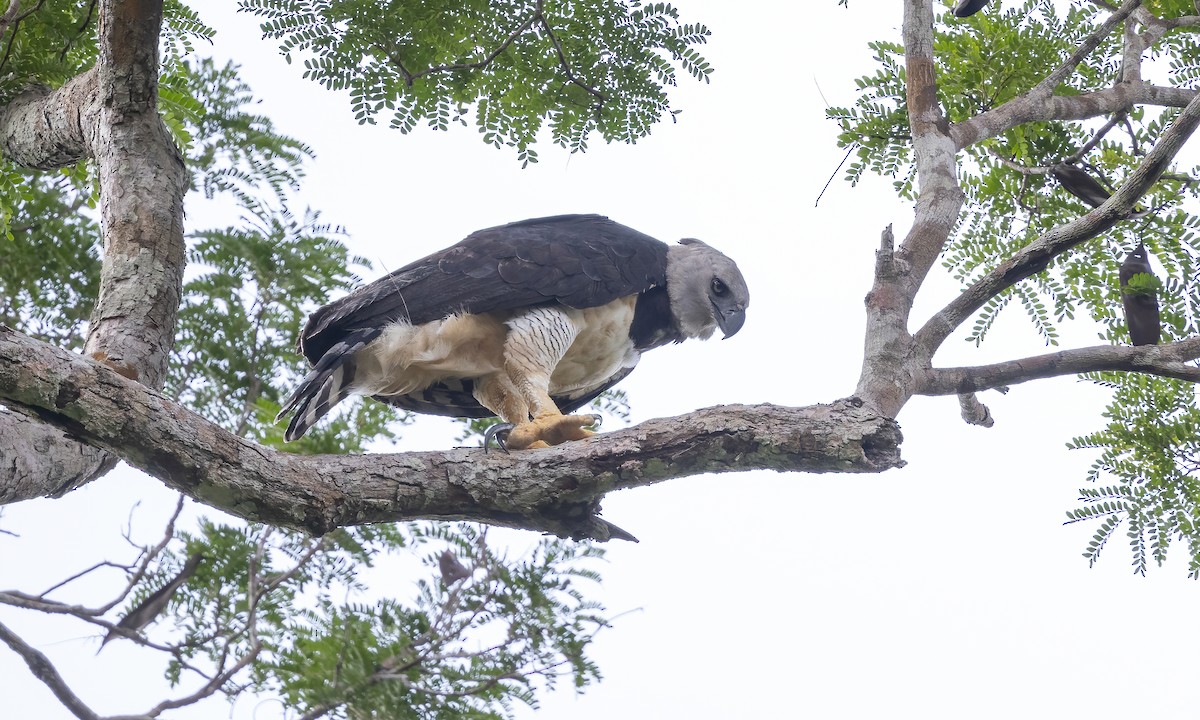 Harpy Eagle - Paul Fenwick