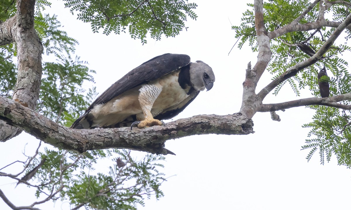 Harpie féroce - ML612276607