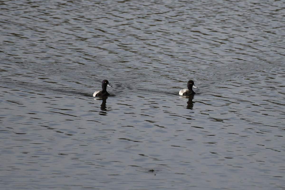 Lesser Scaup - ML612276613