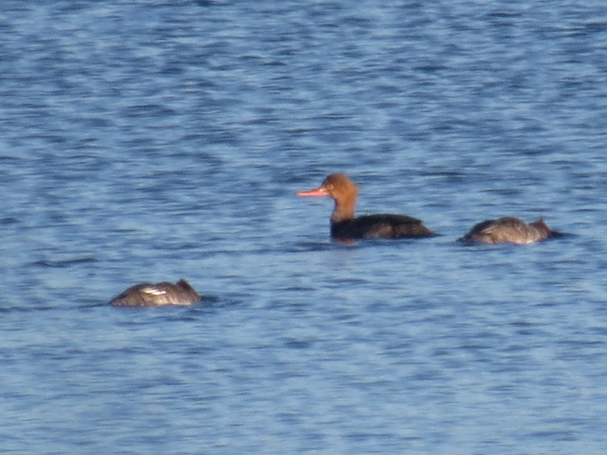 Red-breasted Merganser - ML612276872