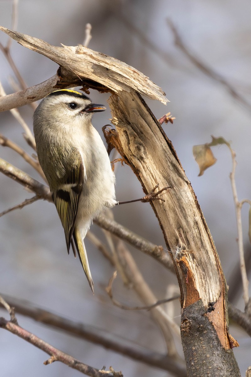 Golden-crowned Kinglet - Alex Lamoreaux