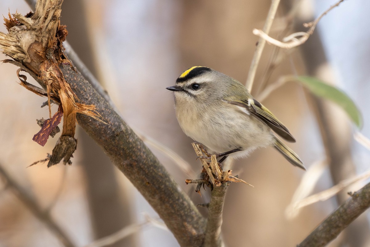 Golden-crowned Kinglet - ML612276908