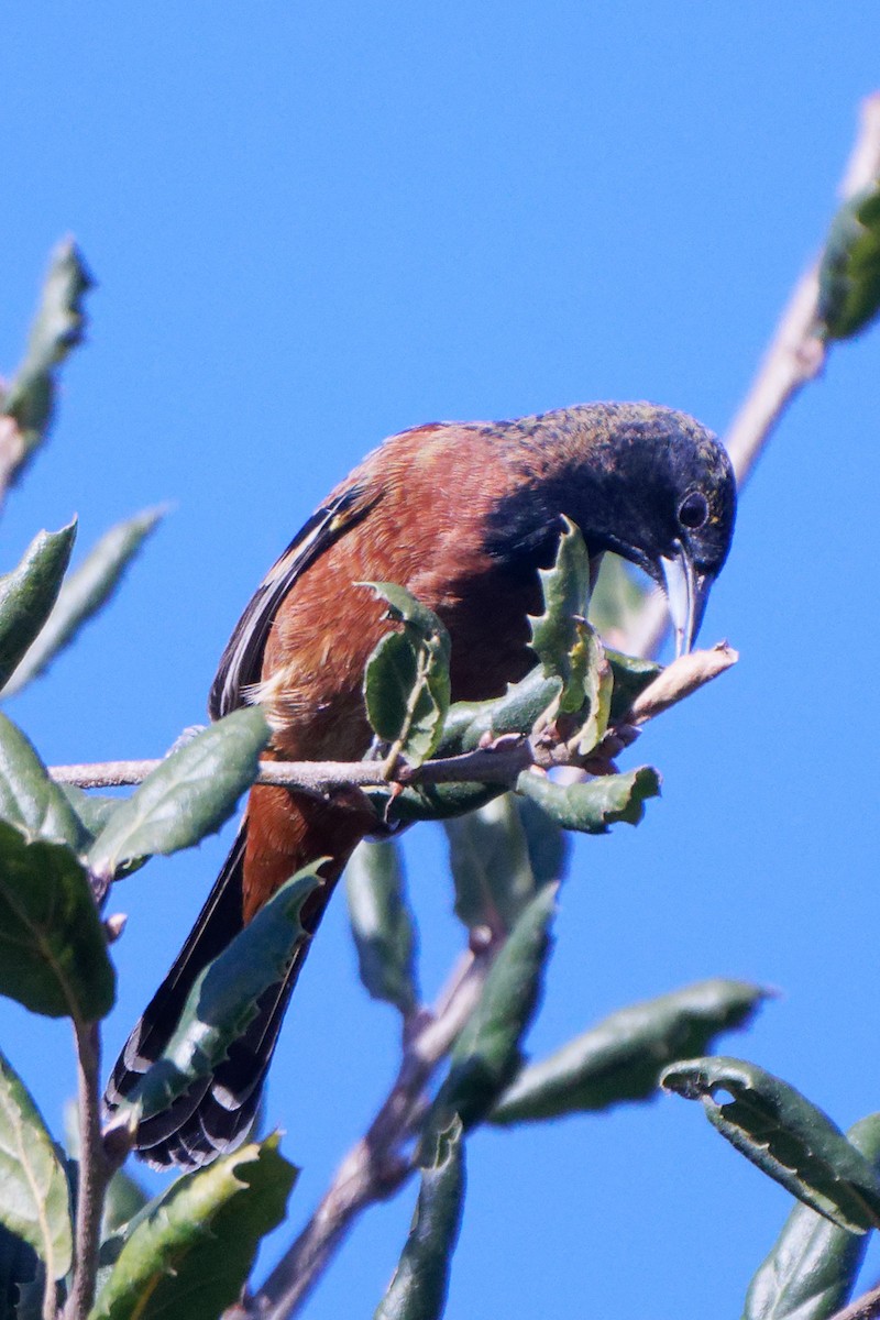 Orchard Oriole - Susanne Meyer