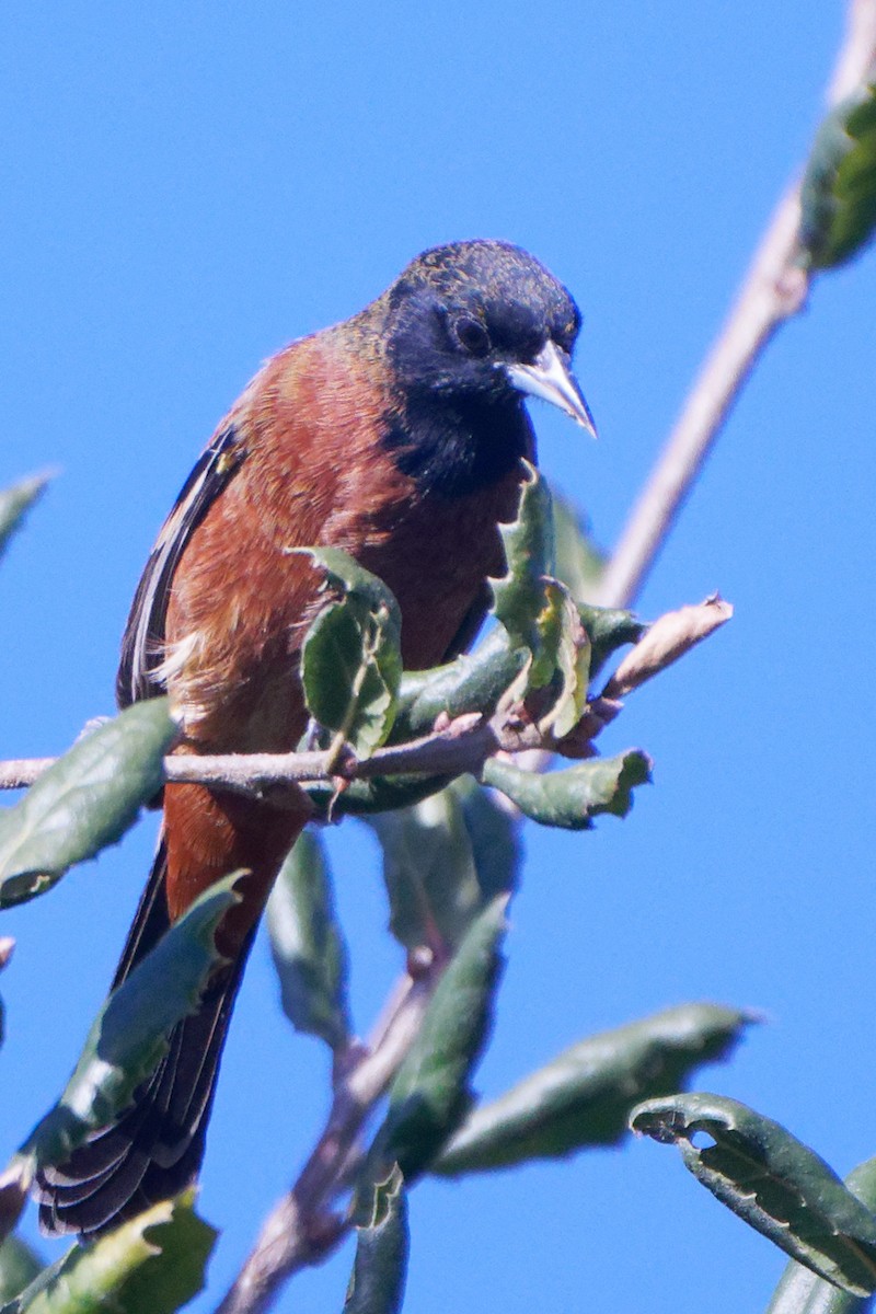 Orchard Oriole - Susanne Meyer