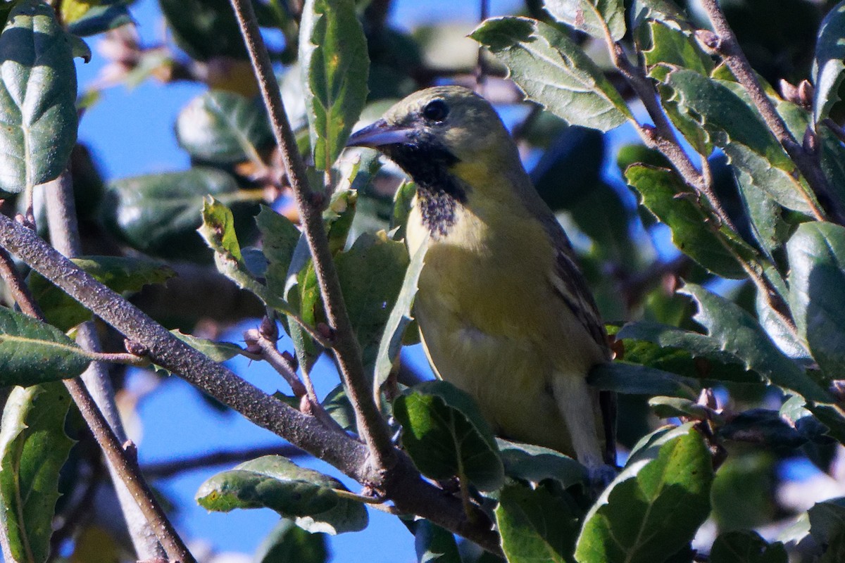 Orchard Oriole - Susanne Meyer