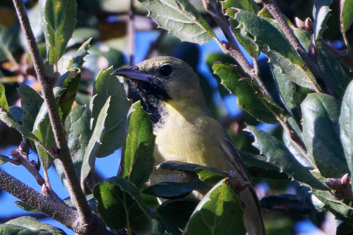 Orchard Oriole - Susanne Meyer