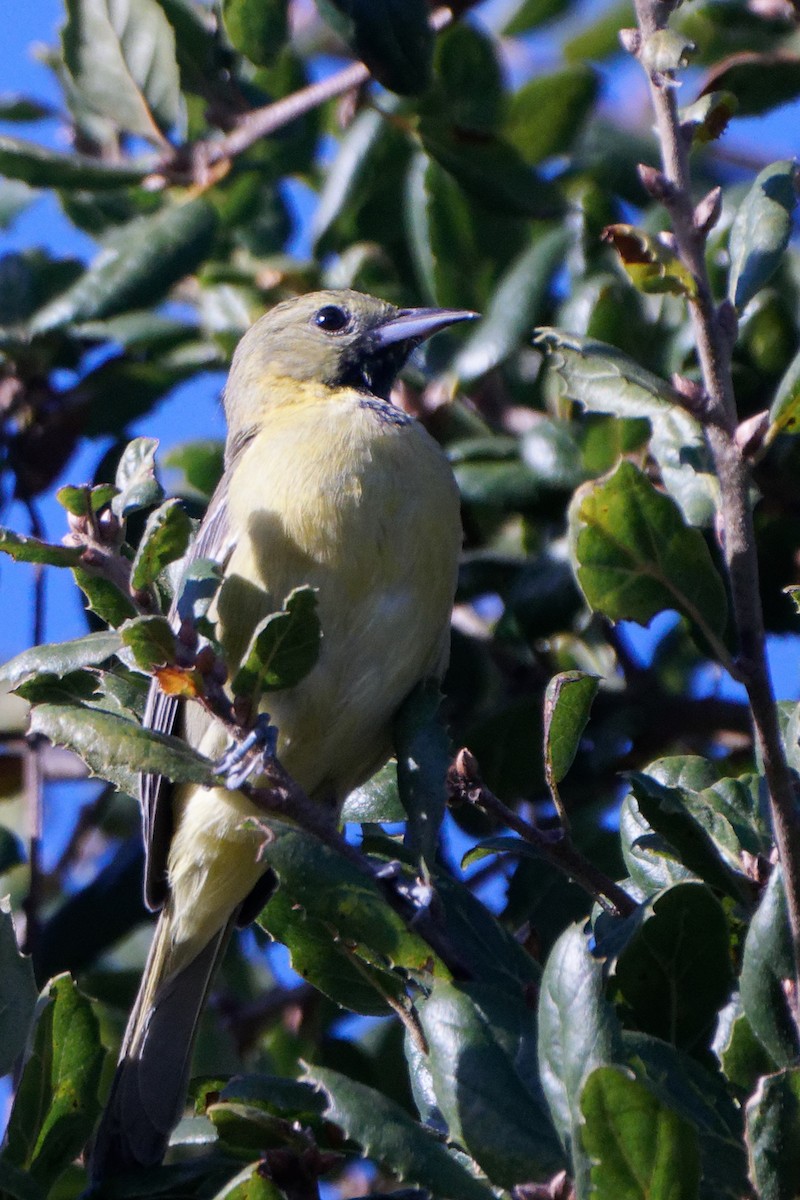 Orchard Oriole - ML612276917