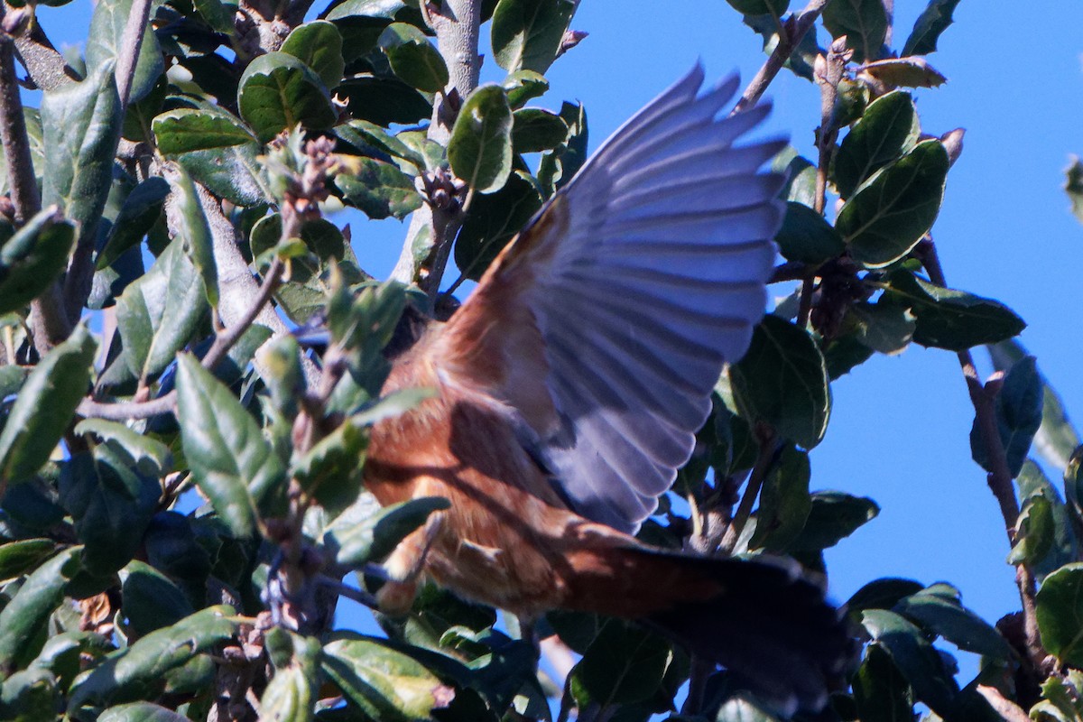 Orchard Oriole - ML612276918