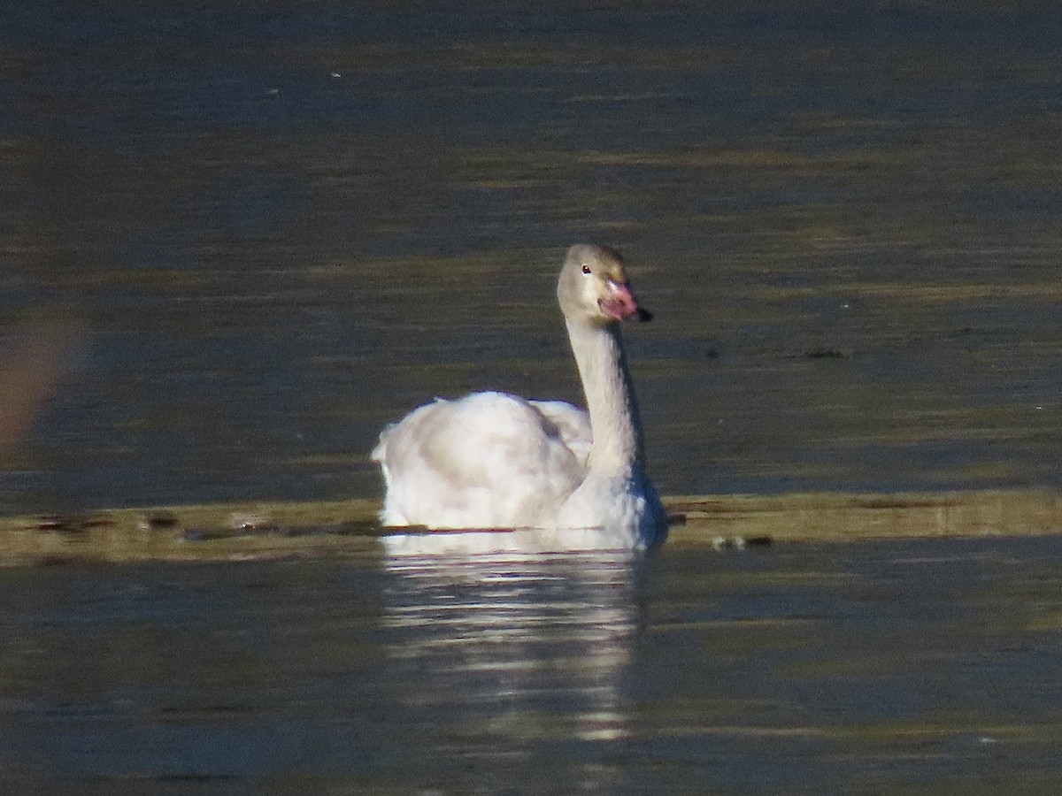 Tundra Swan - ML612276927