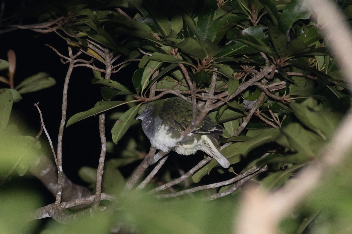 Superb Fruit-Dove - ML612276990