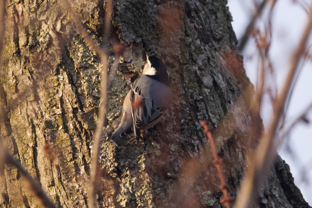 White-breasted Nuthatch - ML612277045