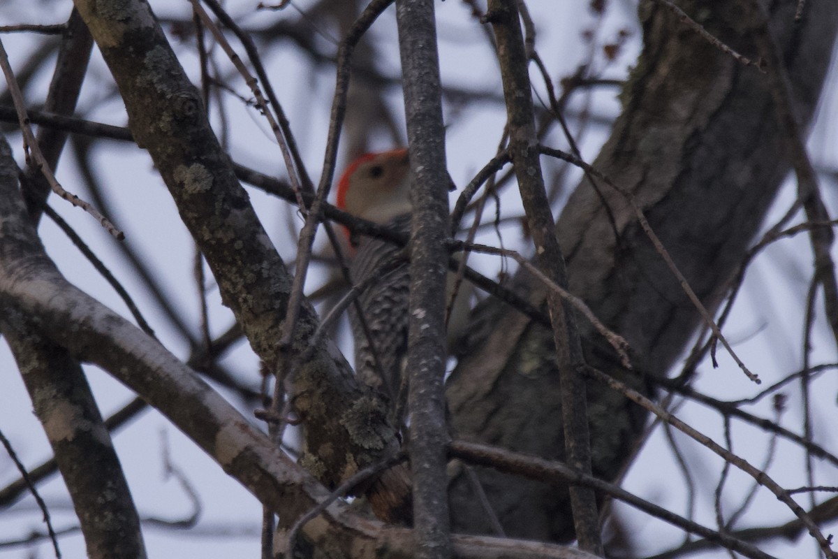 Red-bellied Woodpecker - ML612277047