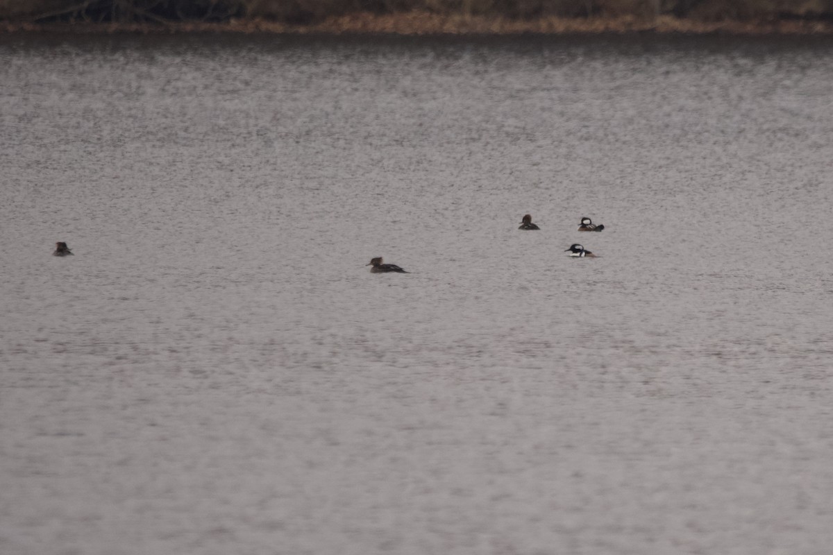 Hooded Merganser - ML612277053